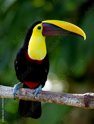 Yellow-throated Toucan