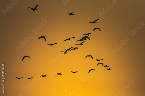 Group of great cormorant birds flying in the beautiful sky © Yadvendra Kumar/Wirestock Creators