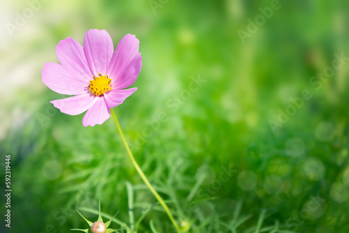 Cosmos plant on blurred green meadow background. Copy space