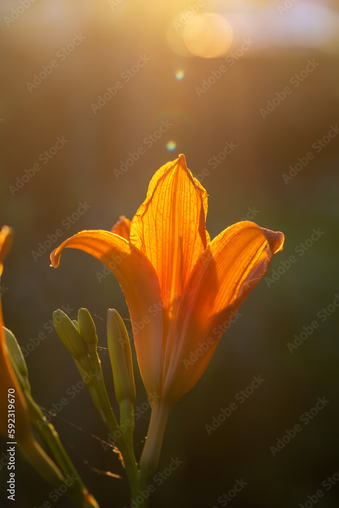 Orange lily in sunlight macro photography on a summer day. Garden flower with orange petals in the sunset light close-up photo.