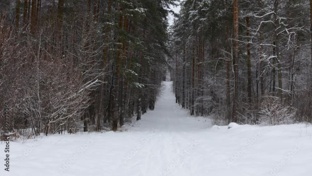 Walking along the path in winter snowy forest in winter. Pines in the snow. Walking along the path in winter snowy forest in winter. Pines in the snow.