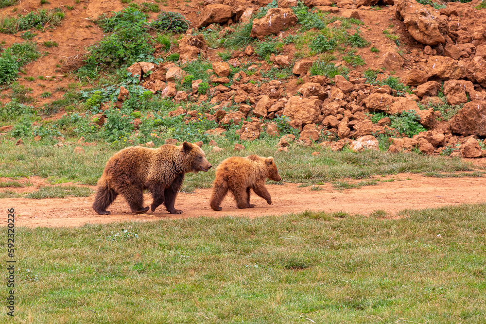 Fototapeta premium Brown bear mother with cub. Ursus arctos. Cabárceno Nature Park, Cantabria, Spain.