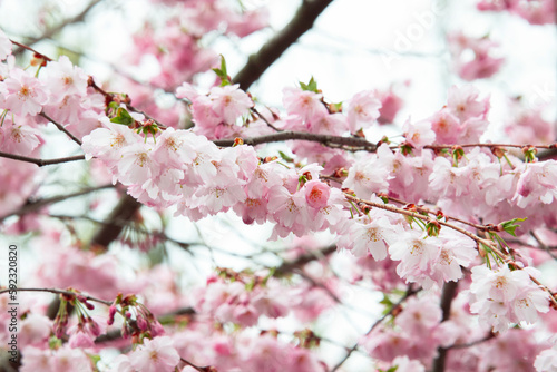 Selective focus of beautiful branches of pink Cherry blossoms on the tree under blue sky  Beautiful Sakura flowers during spring season in the park  Flora pattern texture  Nature floral background.