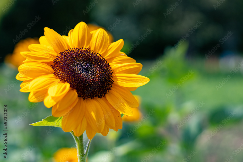 Obraz premium Die Schönheit einer Sonnenblume