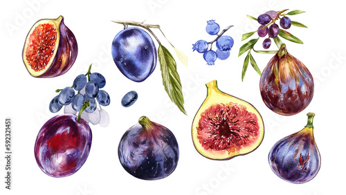 Set ripe fig fruit, slice, plum, blueberry, grape, olives isolated on white. Watercolor handrawing botanic illustration