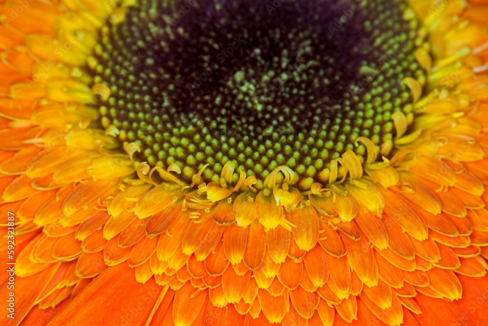 Macro shot of a beautiful yellow sunflower Macro shot of a beautiful yellow sunflower
