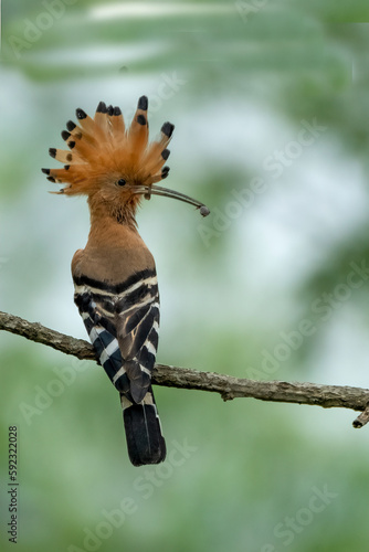 Hoopoe,  hudhud, sagacious birds in Islam taken from Lawachora forest, sylhet, Bangladesh. Hudhud has been mentioned twice in the Holy book Quran. © Iqbal