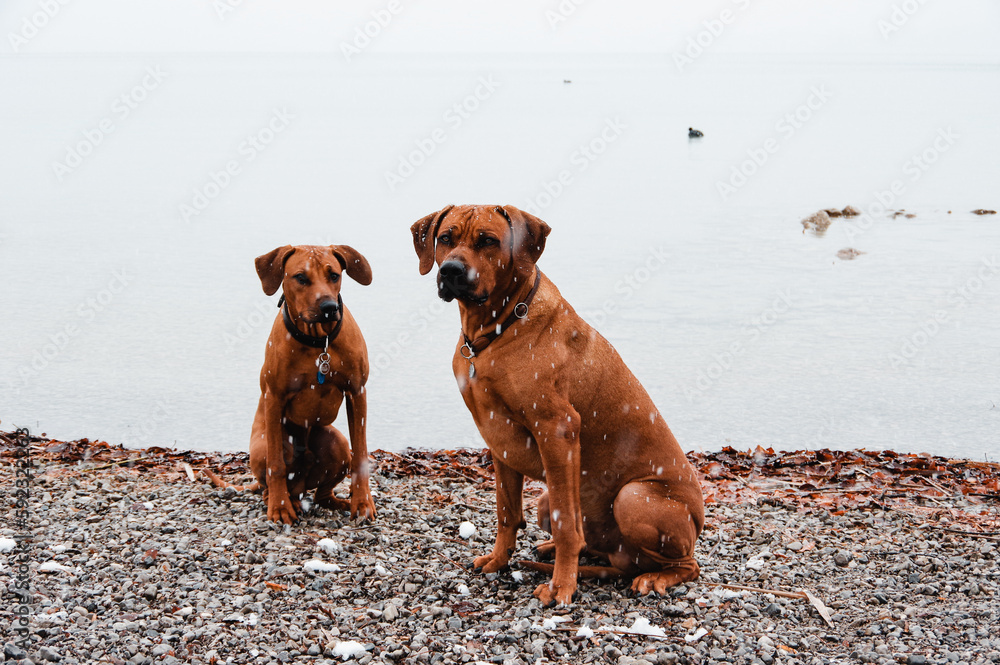 Zwei Ridgebacks im Winter am See Zwei Ridgebacks im Winter am See
