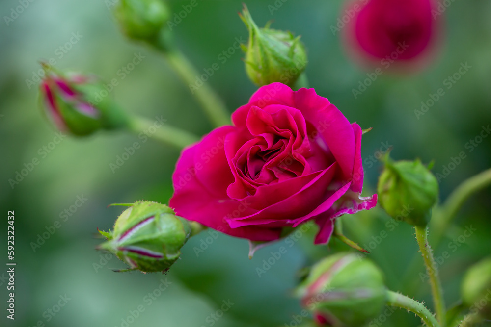 Blooming pink rose flower macro photography on a sunny summer day. Garden rose with pink petals close-up photo in the summertime. Tender rosa floral background. Blooming pink rose flower macro photography on a sunny summer day. Garden rose with pink petals close-up photo in the summertime. Tender rosa floral background.