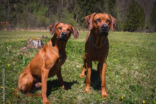 Zwei Ridgebacks 