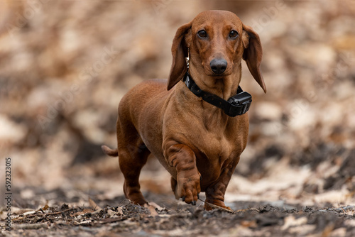 The Dachshund standard red smooth haired in nature.