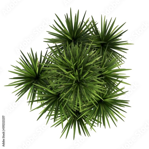 decorative flowers and plants for the interior, top view, isolated on white background, 3D illustration, cg render 