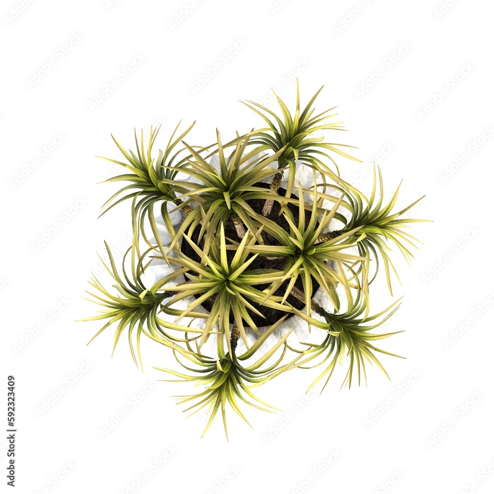 Fototapeta premium decorative flowers and plants for the interior, top view, isolated on white background, 3D illustration, cg render