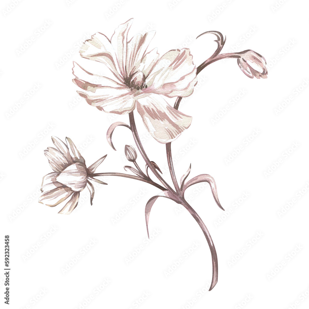 White ranunculus peony branch isolated on white background. Watercolor hand draw botanical illustration. Art for design
