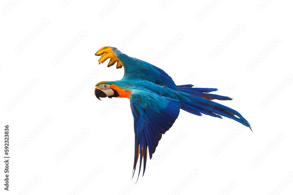 Fototapeta premium Colorful Blue and gold macaw parrot flying isolated on transparent background png file