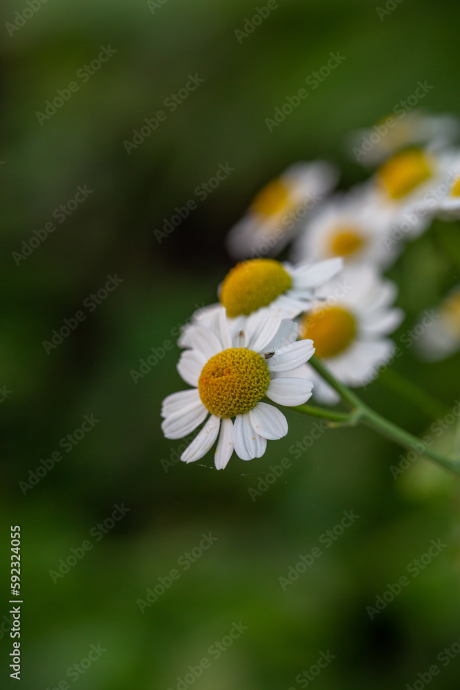 Blooming daisy flowers on a summer sunny day macro photo. Wildflowers with white petals in the meadow close-up photo. Blossom daisies in springtime floral background. Blooming daisy flowers on a summer sunny day macro photo. Wildflowers with white petals in the meadow close-up photo. Blossom daisies in springtime floral background.