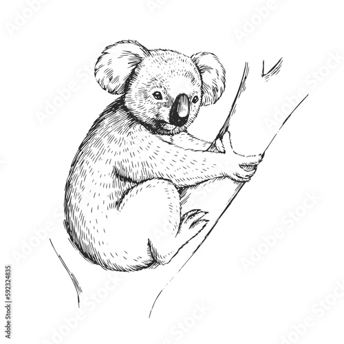 Vector hand-drawn illustration of a koala in the style of engraving. A sketch of a wild Australian marsupial animal isolated on a white background.