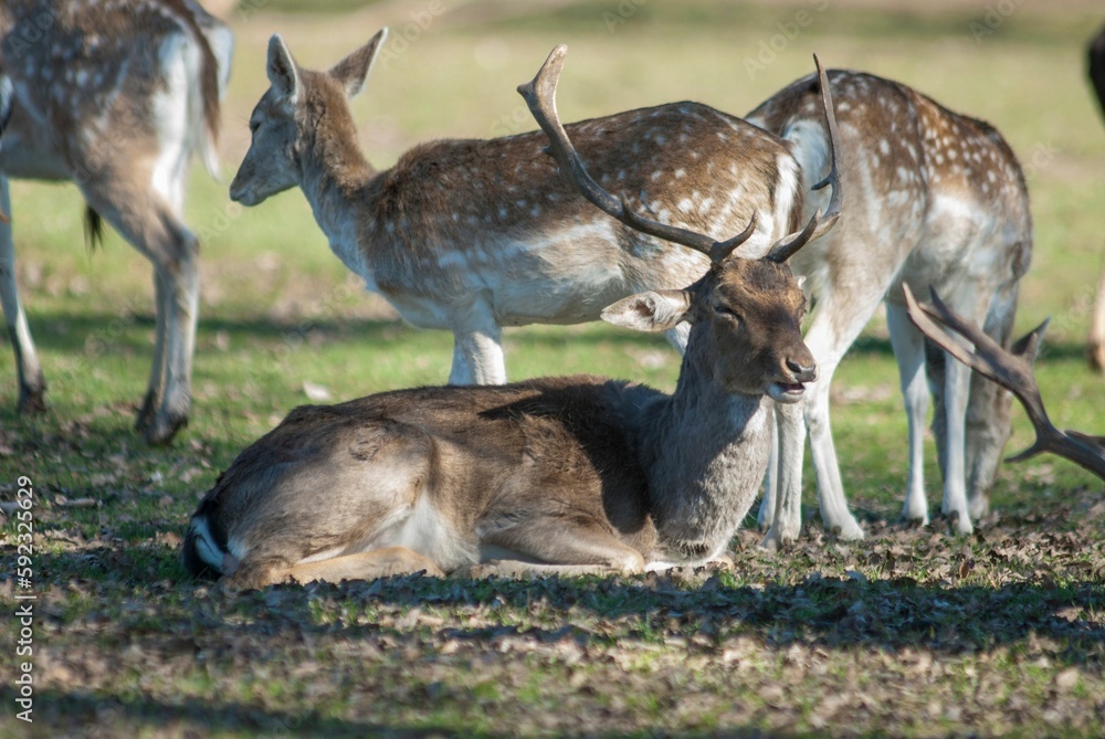 Reindeer sitting surrounded by calves Reindeer sitting surrounded by calves