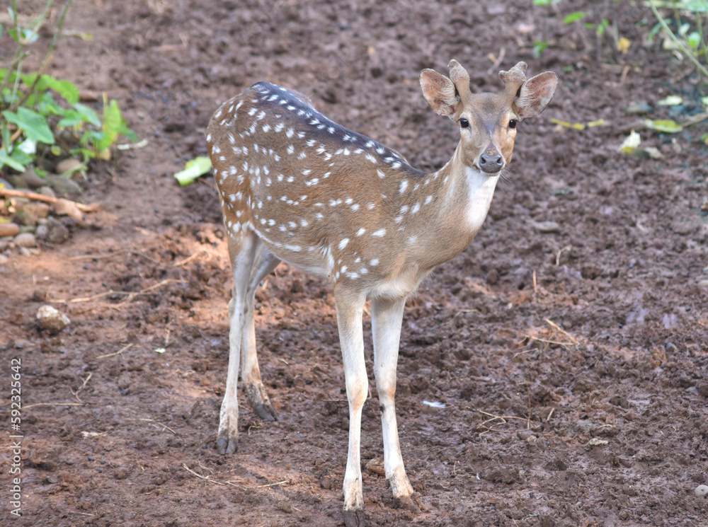 The chital, Axis axis, also known as spotted deer, chital deer, and axis deer, is a species of deer that is native to the Indian subcontinent include Indonesia The chital, Axis axis, also known as spotted deer, chital deer, and axis deer, is a species of deer that is native to the Indian subcontinent include Indonesia