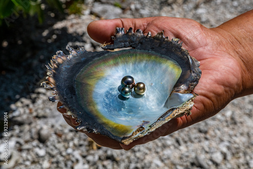 Pearl in a shell with Mother of Pearl, Gaugain Pearl Farm, Rangiroa atoll, Tuamotus, French Polynesia, South Pacific photo