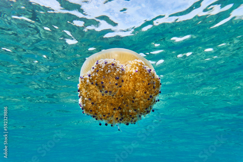 Mediterranean Jellyfish in sea background 