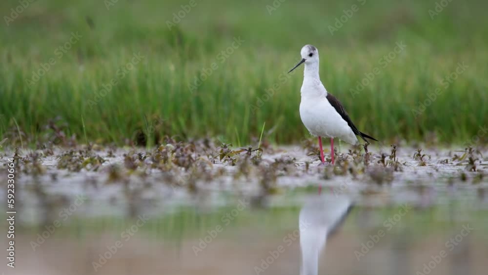 Black-winged stilt - himantopus himantopus wading in the water, red legs black and white wader Black-winged stilt - himantopus himantopus wading in the water, red legs black and white wader