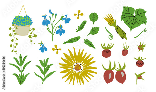 Garden flowers, leaves and vegetables set. Vector illustration. Garden plants, flowers and fruit.