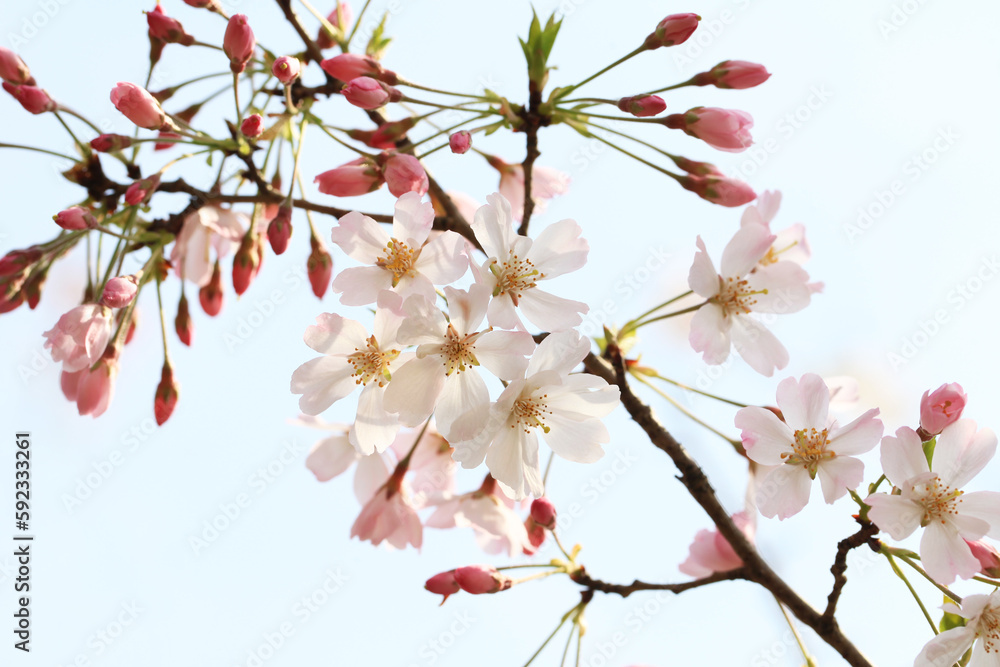 桜の花とツボミ(思川) 桜の花とツボミ(思川)