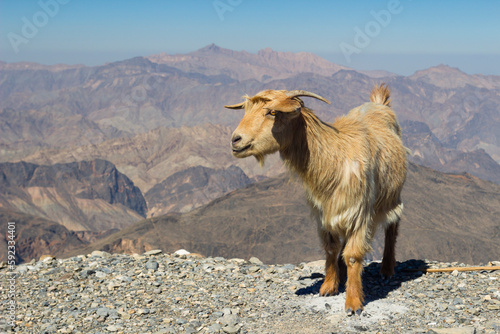 Goat with Al Hajar Mountains (Oman Mountains) in the background, close to Jebel Shams Canyon, Oman, Middle East photo