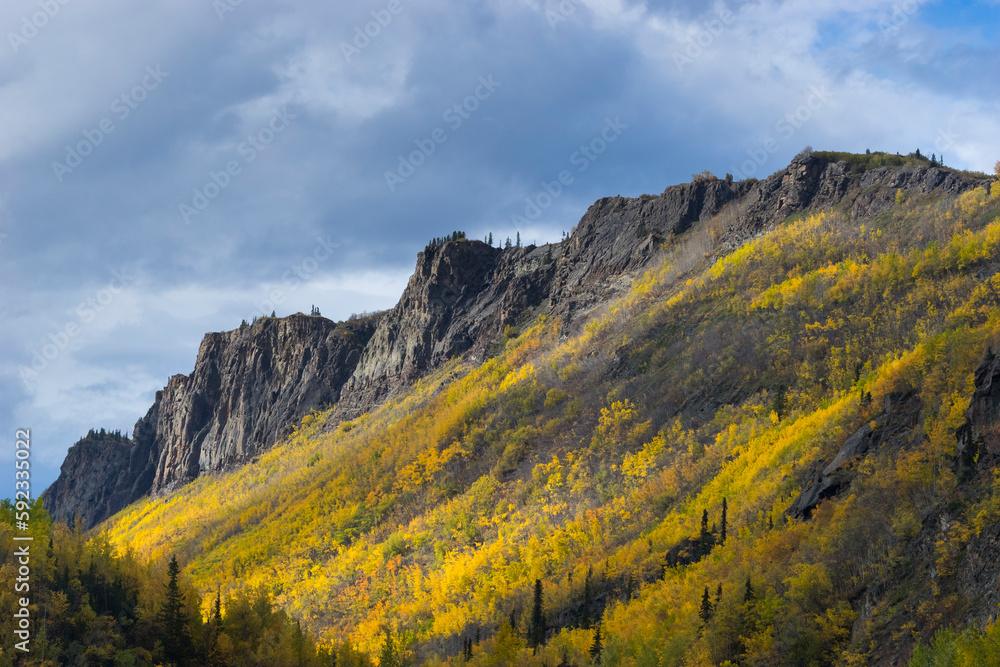 Mountain covered with yellow trees in autumn, near Chickaloon, Alaska Mountain covered with yellow trees in autumn, near Chickaloon, Alaska