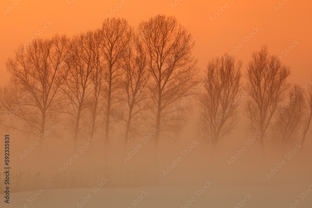 © robertharding - Trees in freezing mist, The Fens, Norfolk © robertharding - Trees in freezing mist, The Fens, Norfolk