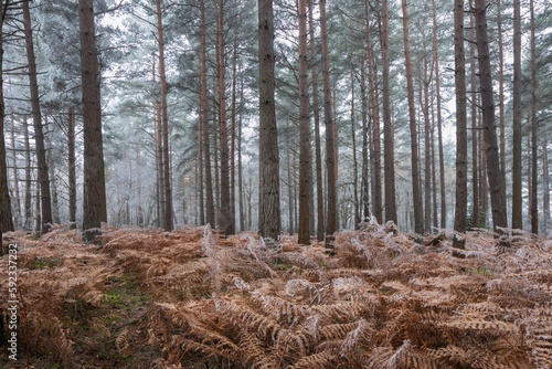 Scots pine (pinus sylvestris) trees and orange bracken in freezing fog, Bucklebury Common, near Newbury, Berkshire photo
