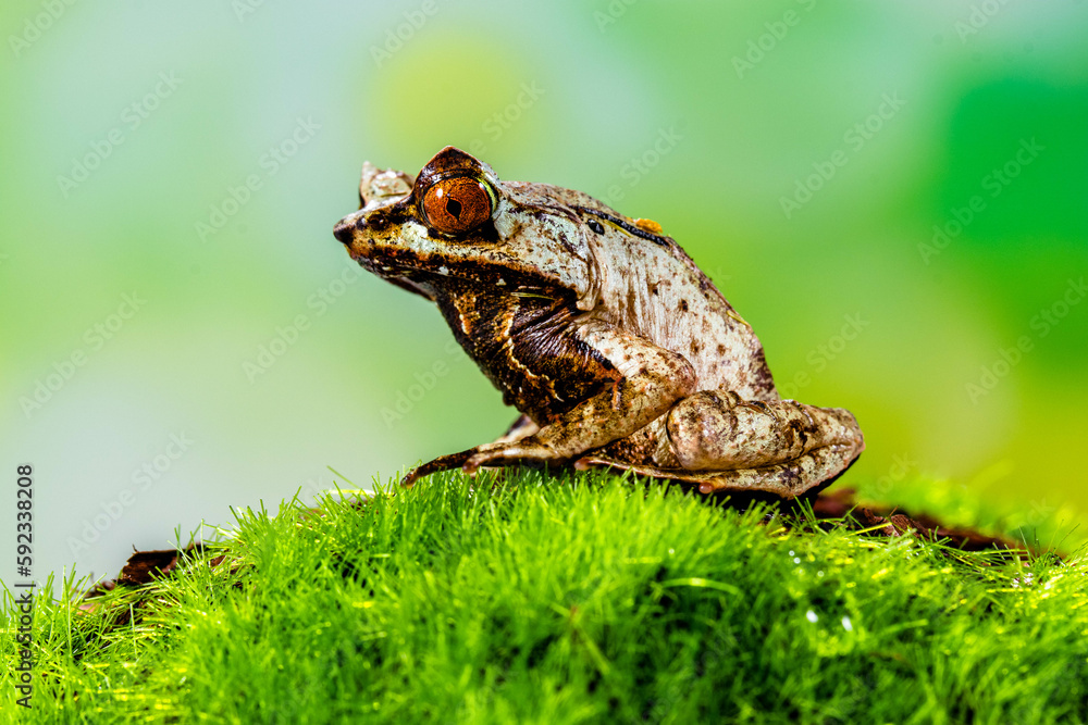 Fototapeta premium Megophrys montana (Asian horned frog, horned frog, Asian spadefoot toad, Javan horned frog, Malayan leaf frog) is a species of frog found in Java