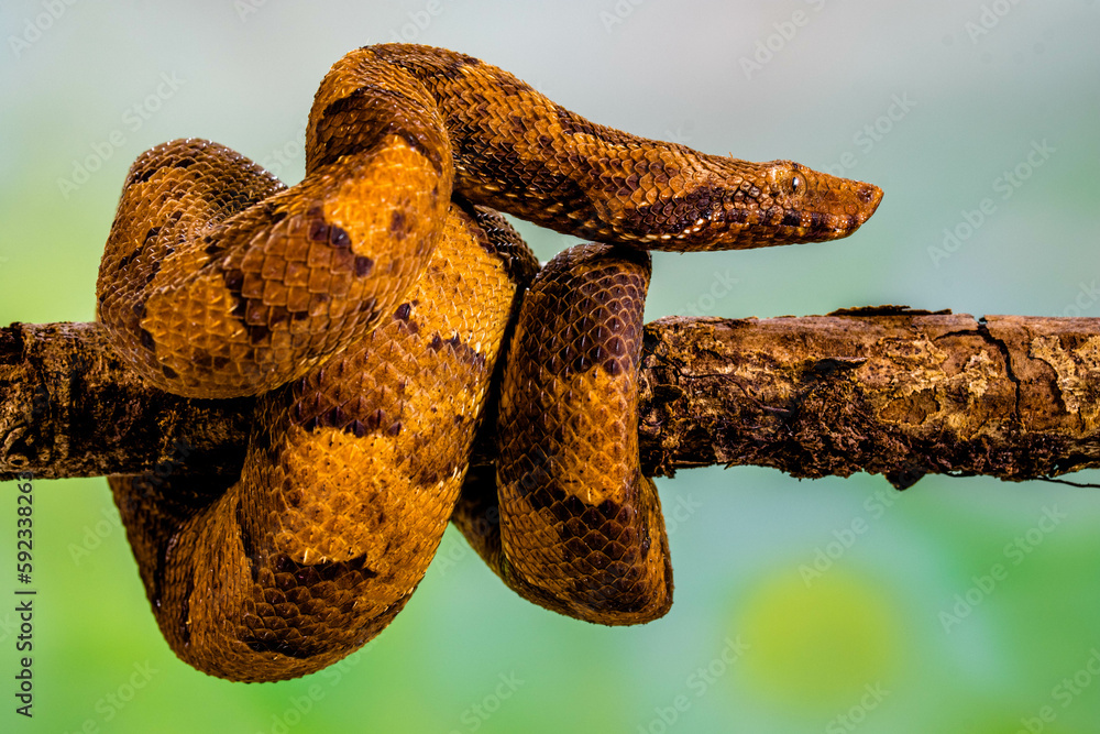 Candoia carinata, known commonly as the Pacific ground boa, Pacific ...