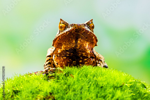 Megophrys montana (Asian horned frog, horned frog, Asian spadefoot toad, Javan horned frog, Malayan leaf frog) is a species of frog found in Java