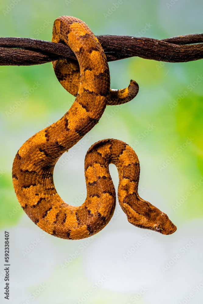 Obraz premium Candoia carinata, known commonly as the Pacific ground boa, Pacific keel-scaled boa, or Indonesian tree boa, is a species of snake in the family Boidae