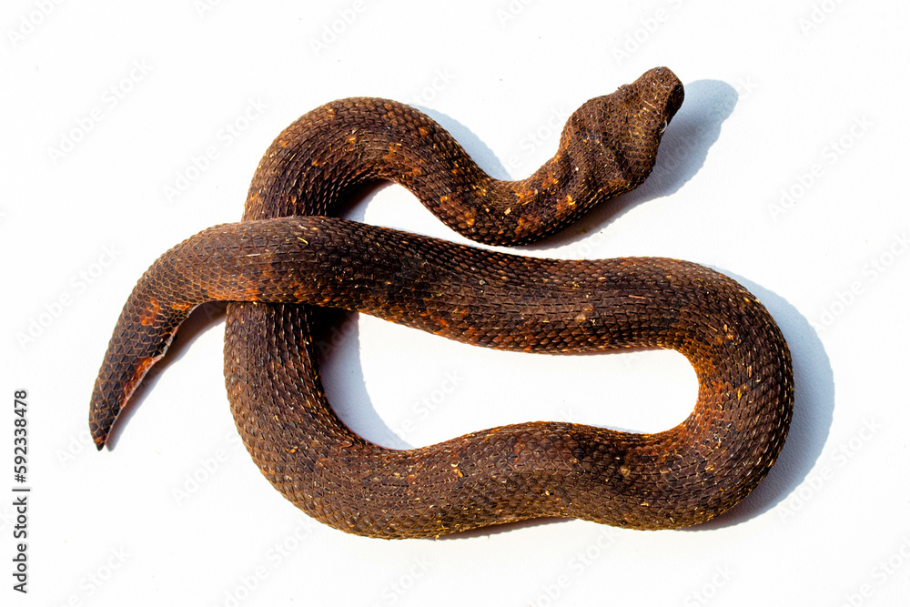 Obraz premium Candoia carinata, known commonly as the Pacific ground boa, Pacific keel-scaled boa, or Indonesian tree boa, is a species of snake in the family Boidae