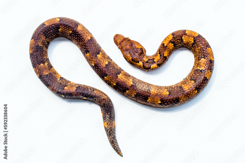 Candoia carinata, known commonly as the Pacific ground boa, Pacific keel-scaled boa, or Indonesian tree boa, is a species of snake in the family Boidae Candoia carinata, known commonly as the Pacific ground boa, Pacific keel-scaled boa, or Indonesian tree boa, is a species of snake in the family Boidae