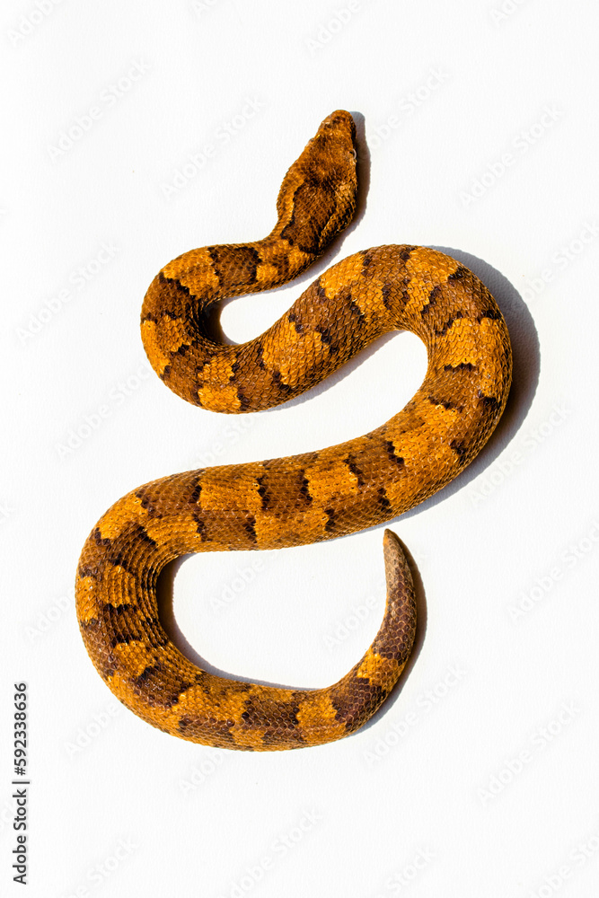 Candoia carinata, known commonly as the Pacific ground boa, Pacific keel-scaled boa, or Indonesian tree boa, is a species of snake in the family Boidae Candoia carinata, known commonly as the Pacific ground boa, Pacific keel-scaled boa, or Indonesian tree boa, is a species of snake in the family Boidae