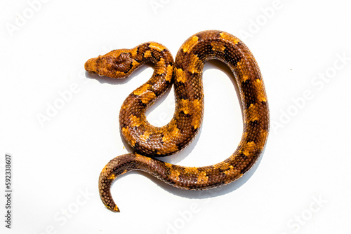 Candoia carinata, known commonly as the Pacific ground boa, Pacific keel-scaled boa, or Indonesian tree boa, is a species of snake in the family Boidae