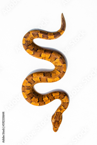 Candoia carinata, known commonly as the Pacific ground boa, Pacific keel-scaled boa, or Indonesian tree boa, is a species of snake in the family Boidae