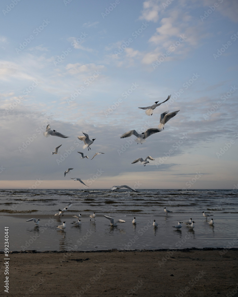 flock of seagulls