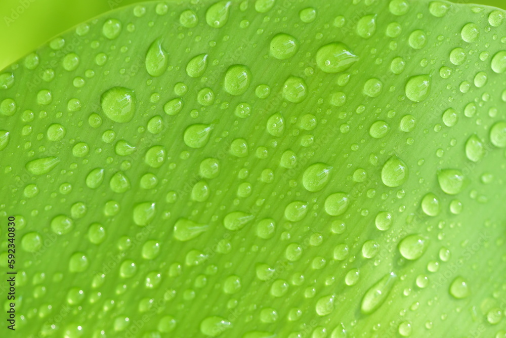 Abstract water drop on leaf isolated on green leaf background. freshness concept, earth day, design elements.