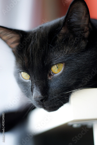 cat on a table