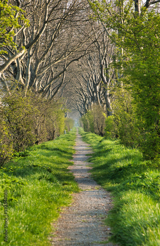 Der hübsche Allee Pfad auf einem Damm neben dem Kanal in Middelburg in den Niederlanden im Frühling