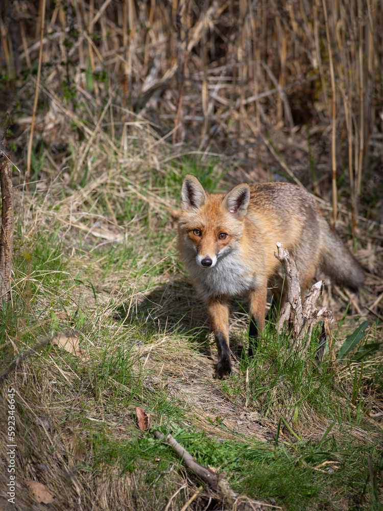 red fox standing in the reeds in the wild