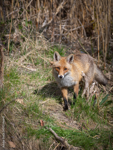 red fox standing in the reeds in the wild © fotomaster