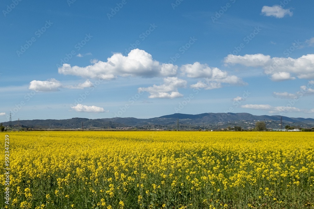 Rural landscape with flowering rapeseed fields