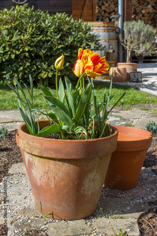 tulips in a clay pot, springtime