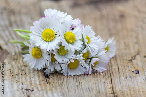 daisies on wooden background